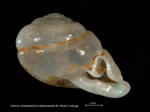 z-oophana_haploptychius_diaphanopepla_bt._serdam_raub.jpg