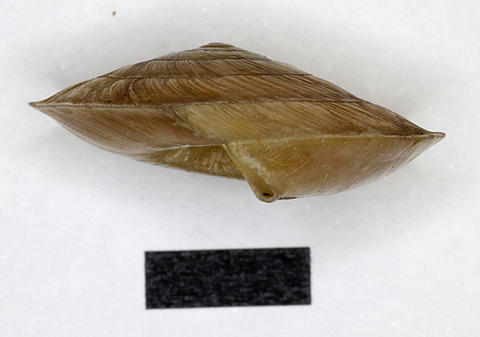 3032_geotrochus_hartmanni_pfeiffer_xxxx_xxxxc.jpg