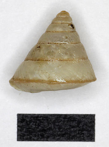 3064_ganesella_rufofilosa_bock_1881_81.6.6.7-8b.jpg