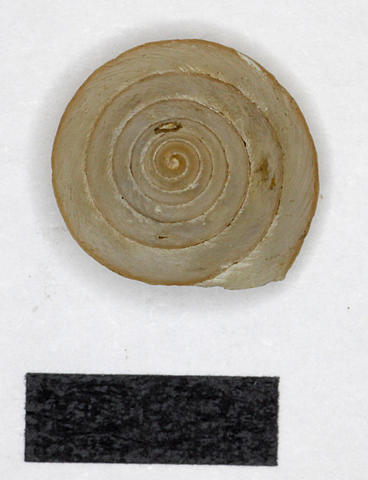 3064_ganesella_rufofilosa_bock_1881_81.6.6.7-8e.jpg