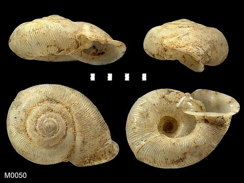 m0050.jpg