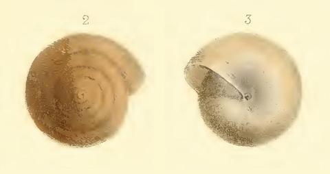 helix_crossei_pfeiffer_1862.jpg
