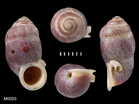 m0003_raphaulus_perakensis_smith_1898_97.3.15.41-2.jpg