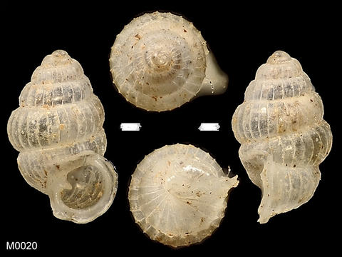m0020_diplommatina_pentaechma_laidlaw_xxxx_1948.11.12.1.jpg