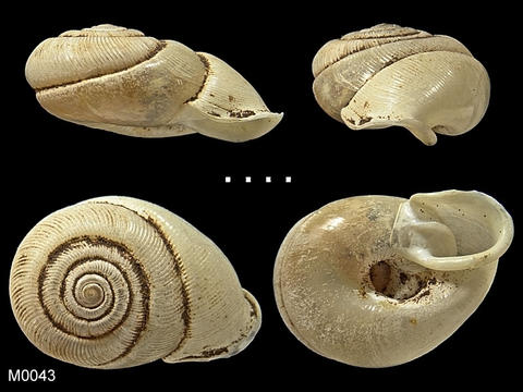 m0043_oophana_balingensis_tomlin_xxxx_1948.10.2.5.jpg