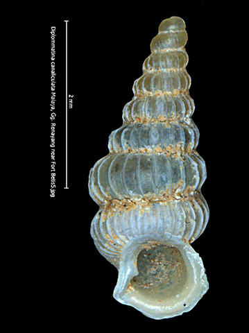 z-diplommatina_canaliculata_malaya_gg._renayang_near_fort_betis5.jpg