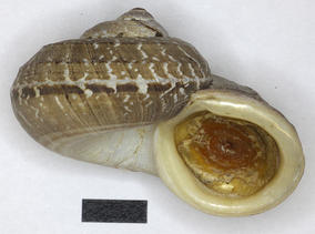 3022_cyclophorus_rafflessi_sowerby_xxxx_20090241a.jpg