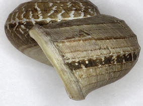 3022_cyclophorus_rafflessi_sowerby_xxxx_20090241c.jpg