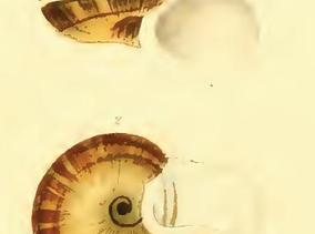 cyclophorus_aquila_sowerby.jpg