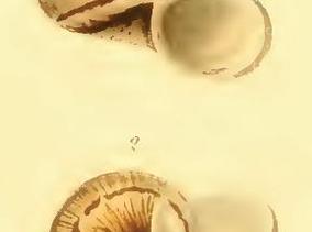 cyclophorus_aquila_sowerby2.jpg