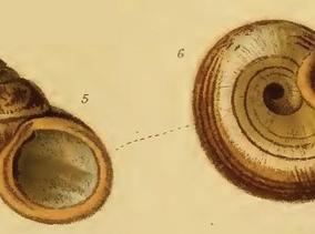 cyclophorus_aurantiacus_andersoni_martens_1889.jpg