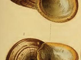 cyclophorus_aurantiacus_nevilli_martens_1889.jpg