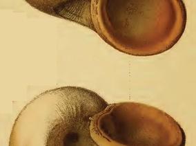 cyclophorus_aurantiacus_pernobilis_gould_1844.jpg
