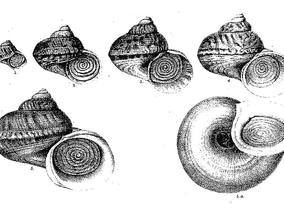 cyclophorus_malayanus_benson_1852.jpg