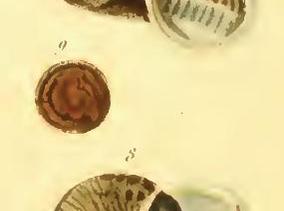 cyclophorus_perdix_sowerby.jpg