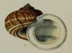 cyclophorus_saturnus_pfeiffer_1862_cambodia.jpg