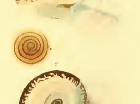 cyclophorus_semisulcatus_sowerby.jpg