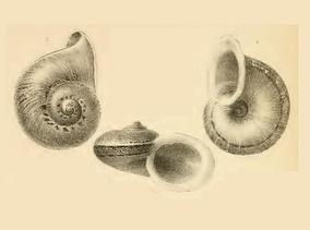 cyclophorus_tuba_sowerby_sumatra.jpg