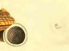 cyclophorus_volvulus_muller.jpg