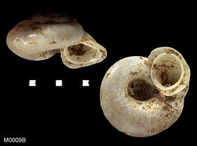 m0009b_alycaeus_diplochilus_moellendorff_xxxx_91.3.17.779-82_.jpg