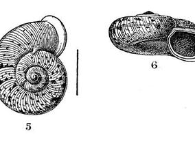 opisthophorus_dautzenbergi_sykes_1902.jpg