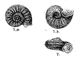 opisthophorus_penangensis_stoliczka_1872.jpg