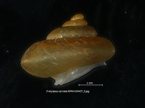 z-alycaeus_carinata_rmnh104427_5.jpg