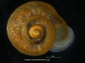 z-alycaeus_carinata_rmnh104427_6.jpg