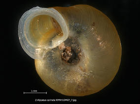 z-alycaeus_carinata_rmnh104427_7.jpg